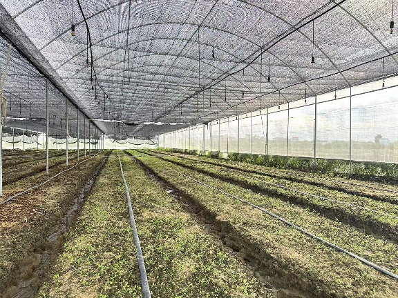 △北中村水稻种植基地与蔬菜生产大棚.png