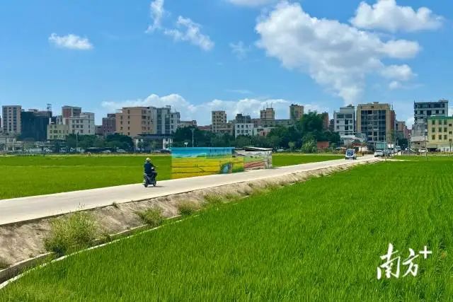河滨高地智慧农业种植提升项目完成新一季水稻育秧。  南方+ 蔡沚彦 拍摄